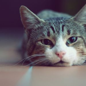 折叠（piano demo）