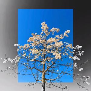 重生（Prod.Siren&EVOMUSIC)