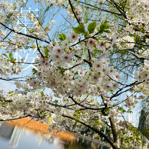 葉桜 (instrumental)