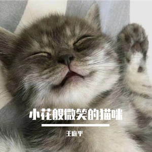 小花般微笑的猫咪