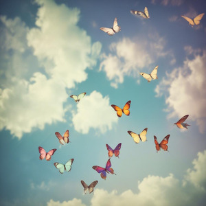 Butterflies