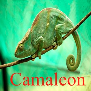 Camaleon