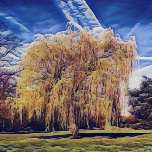Willow Tree