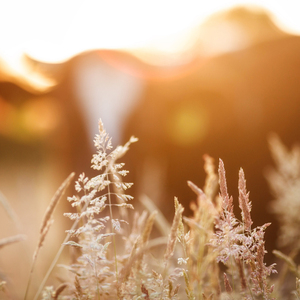 오후의 발걸음은
