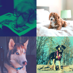 一尘不染小狗印象数