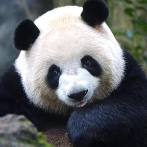 大地上最可爱的孩子