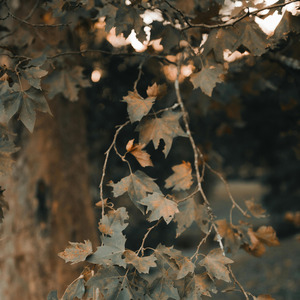 Romantic punk (Acoustic)