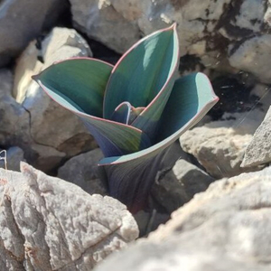 Чистый разум