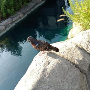 Nice crunch wrap bro