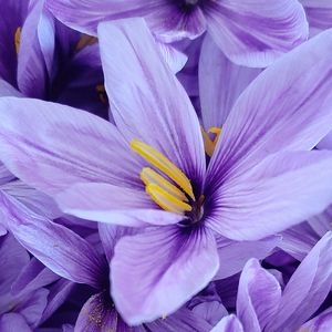 花与话【prod.by Morrow】