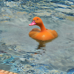 Duck in the Pool