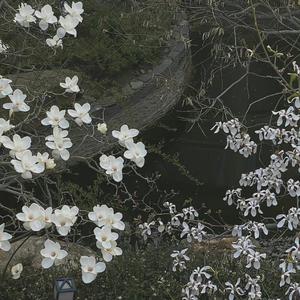 白桦林