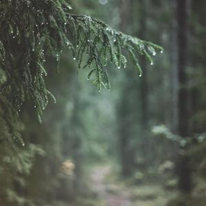 睡觉白噪音/放松雨声/山林雷雨声/深度放松/ASMR/极度舒适雨声助眠