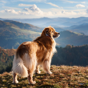 Rimas Tranquilas Para Mascotas