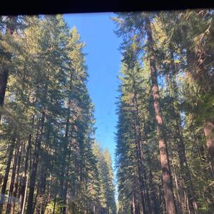 Greyhound (Radio Edit)