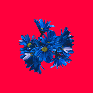 Days of Blossom