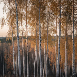 On That Farewell Night