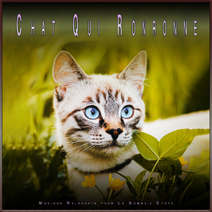 Musique de ronronnement de chat