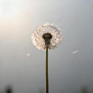泥泞里开花