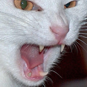 Felina