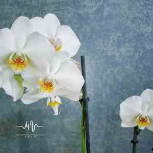 彩虹梦 (古琴放松)