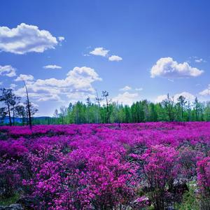 无能的丈夫 (Demo)