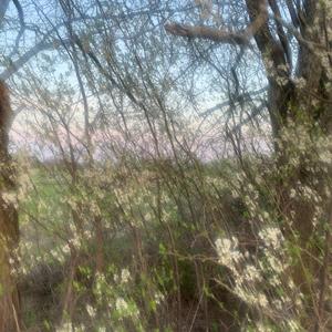 the flowers have died and come back