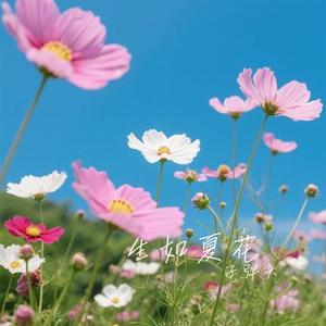 生如夏花 (Cover 朴树)