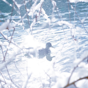 Snow