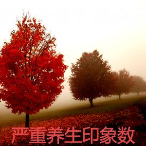 温和咖啡厅梦想