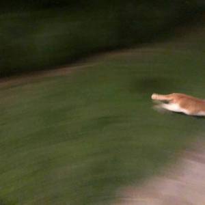 狐狸今天你愉快吗