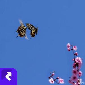 蝴蝶双双飞 (现场)