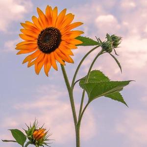 【FREE】“Sunflower”