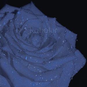 Dream Lover_kabulor