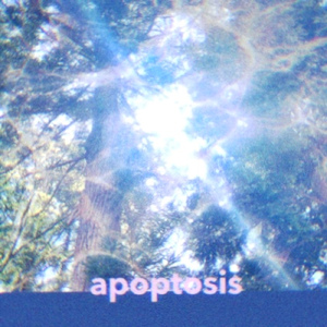 apoptosis