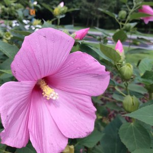 太阳光明照我心