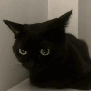 Blackkey-秘密（Nanf remix）