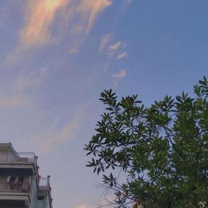 无心插柳柳成荫