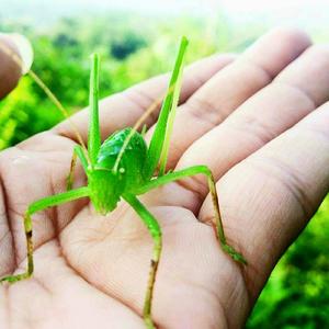 Suara Belalang Hiris