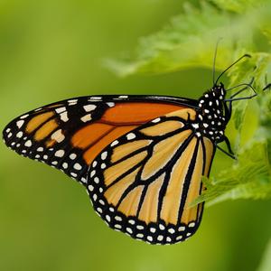 Danaus plexippus- Monarch butterfly
