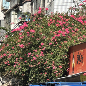 不分手的恋爱（Cover：汪苏珑）