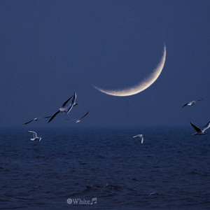 写给我喜欢的第一个女孩的歌