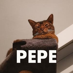 Pepe the Chubby Cat