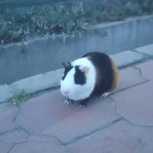 【鸾明/乐正绫】我用什么把你留住