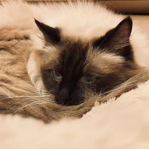 新しい恋人達に（嘻嘻）