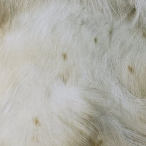 A Lioness One Day Lay Down in the Shade of Some Trees to Escape the Afternoon Heat