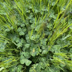 a flower for you (Paradise)