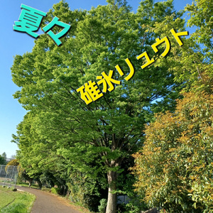 17才の夏の少年