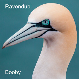 Booby