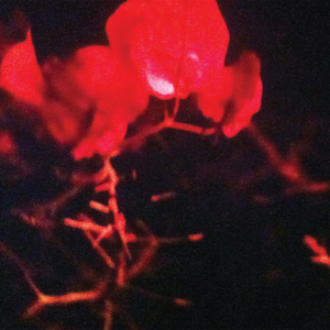 Briar Path (ERAAS Remix)